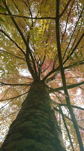 Arbre vers le ciel