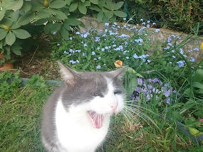 Chat baille