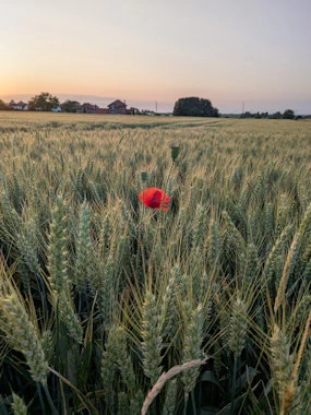 Coquelicot